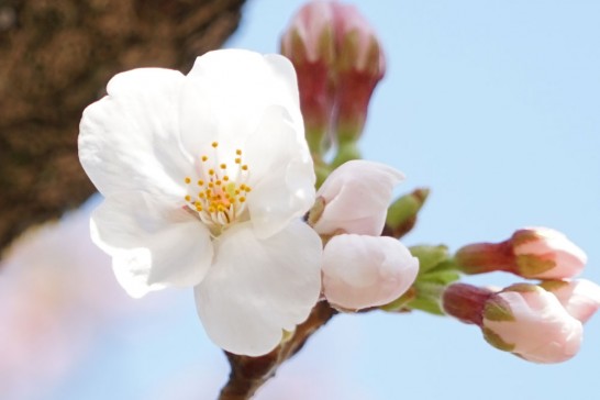 丸山公園　桜　開花